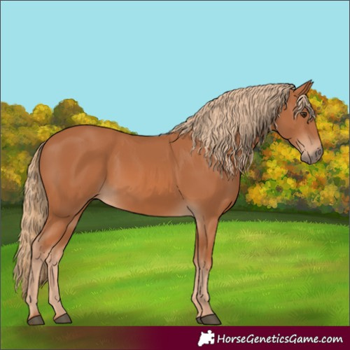Horse Color:Chestnut 