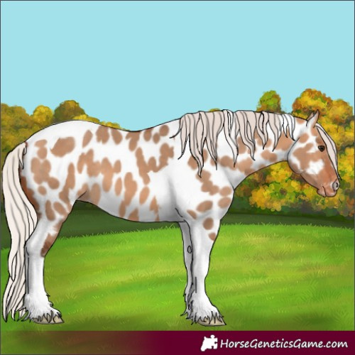 Horse Color:Silver Bay Dun Tobiano Appaloosa
