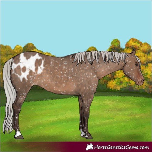 Horse Color:Silver Brown Dun Blanket 