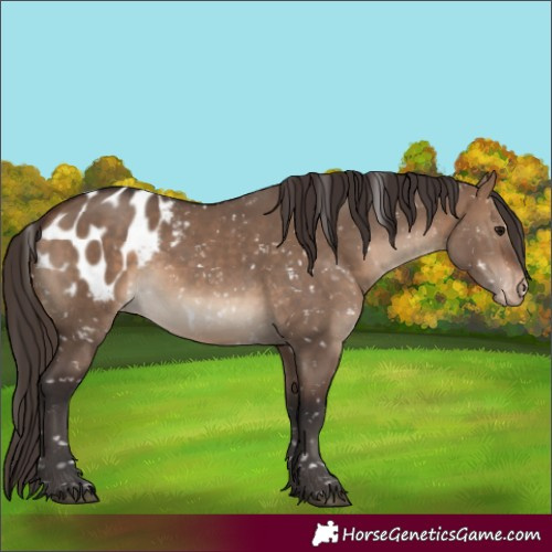 Horse Color:Bay Dun Blanket 