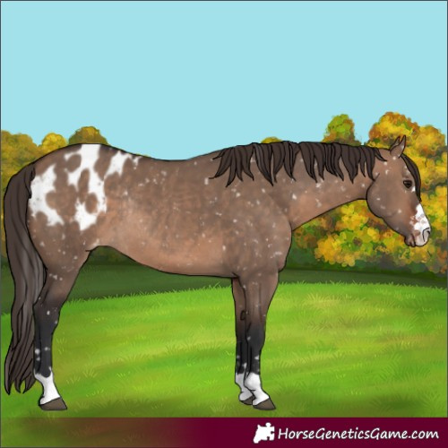 Horse Color:Brown Dun Blanket Rabicano 