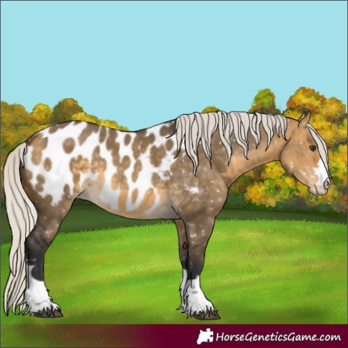 Horse Color:Silver Buckskin Dun Appaloosa