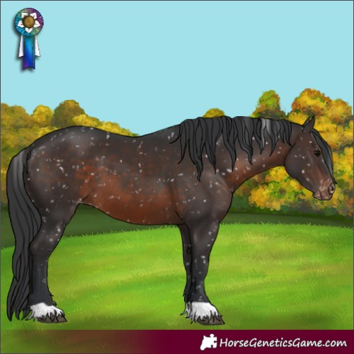 Horse Color:Brown Appaloosa 