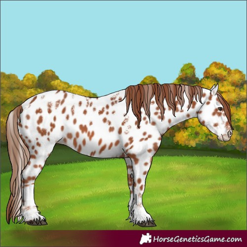 Horse Color:Powder White Chestnut Appaloosa 