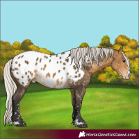 Horse Color:Silver Buckskin Blanket 
