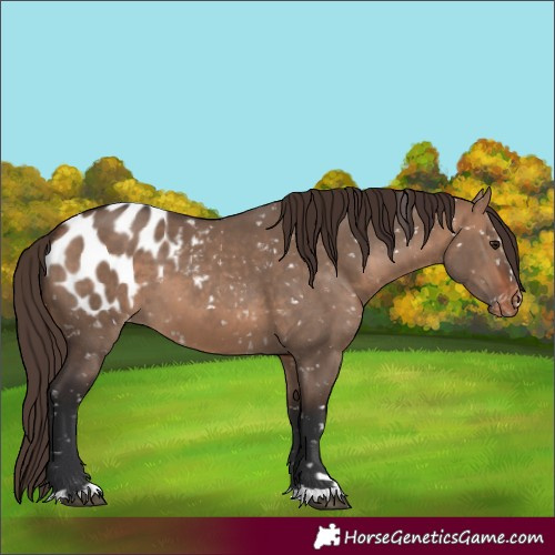 Horse Color:Bay Dun Blanket