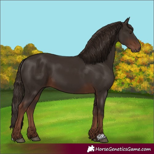 Horse Color:Liver Chestnut 