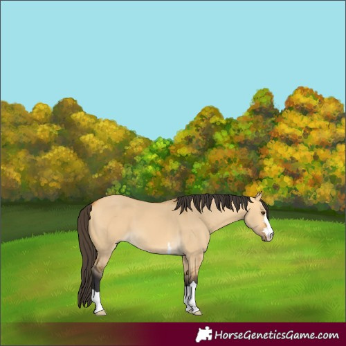 Horse Color:Buckskin Dun