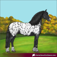 Horse Color:Black Near Leopard