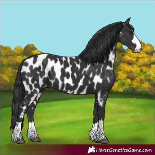 Horse Color:Black Near Leopard 