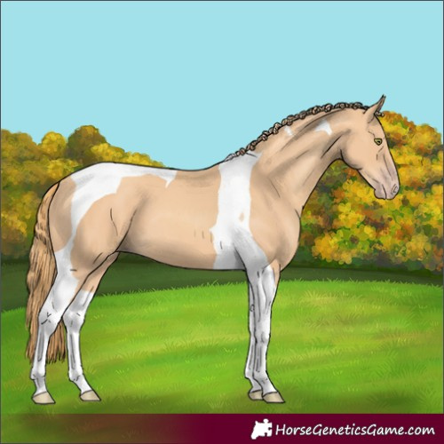 Horse Color:Gold Champagne Tobiano 