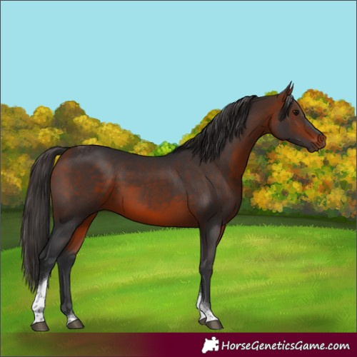 Horse Color:Bay Tobiano 