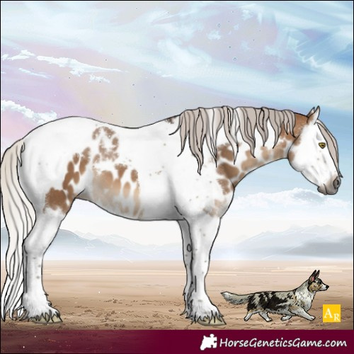 Horse Color:Gray Silver Bay Dun Mushroom Splash Tobiano Appaloosa