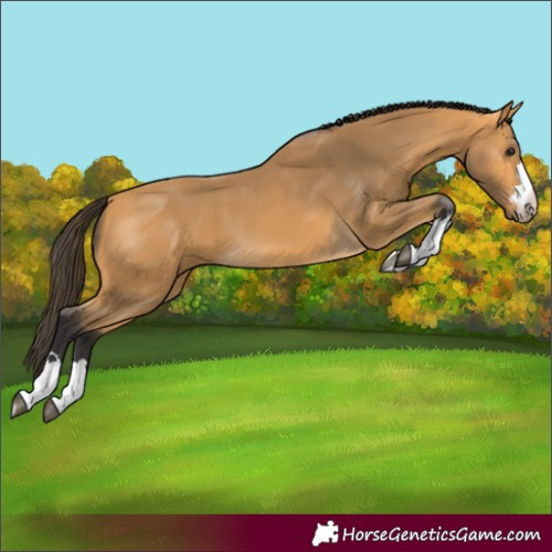 Horse Color:Buckskin