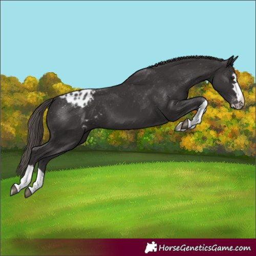 Horse Color:Smoky Black Appaloosa