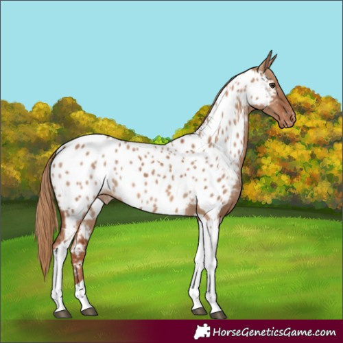 Horse Color:Red Dun Tobiano Appaloosa 