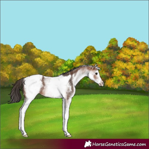 Horse Color:White Spotted Bay Tobiano Appaloosa 