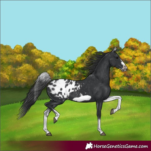 Horse Color:Unknown 
