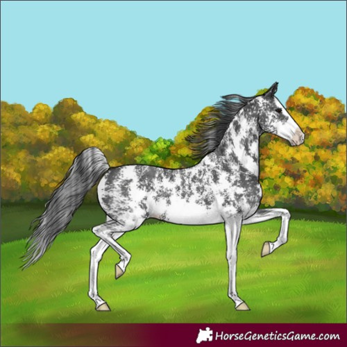 Horse Color:Black Sabino Splash