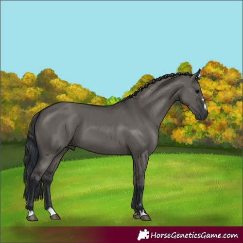 Horse Color:Grullo 