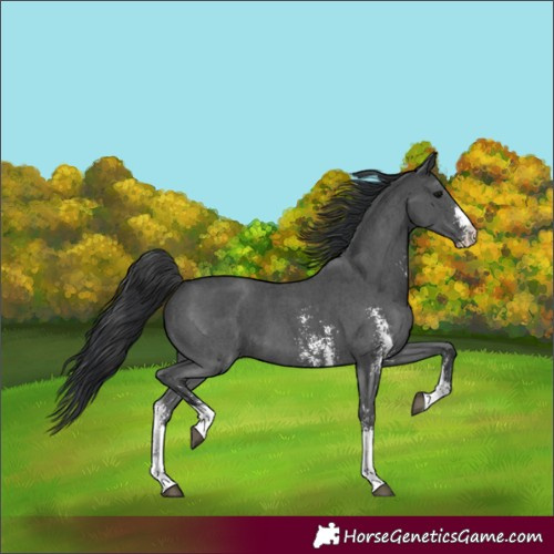 Horse Color:Black Sabino 