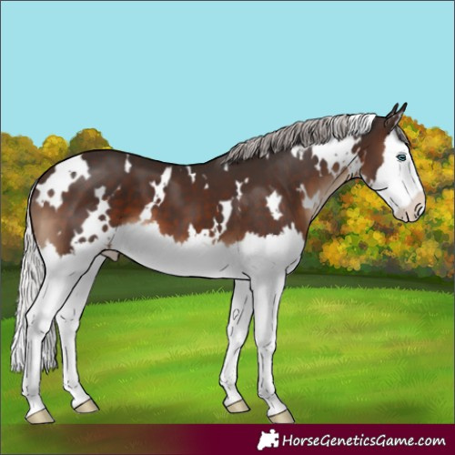 Horse Color:White Spotted Silver Brown Splash