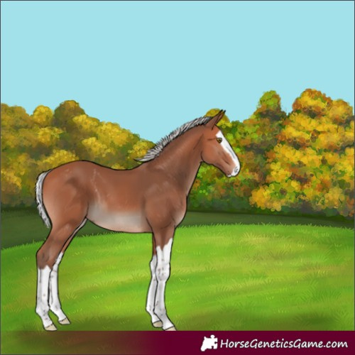Horse Color:Silver Bay Mushroom Splash