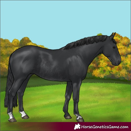 Horse Color:Black and Black Rabicano