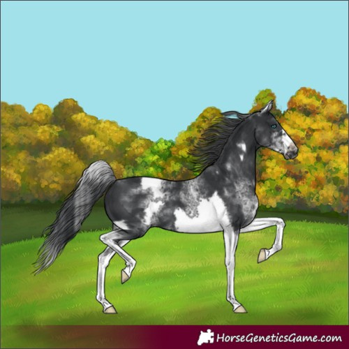 Horse Color:Unknown 