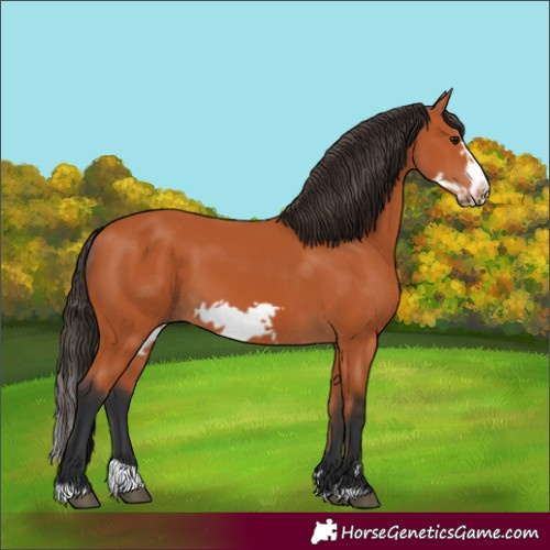 Horse Color:Bay Splash Frame 