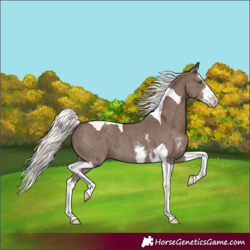 Horse Color:Silver Black Sabino Splash Tobiano 