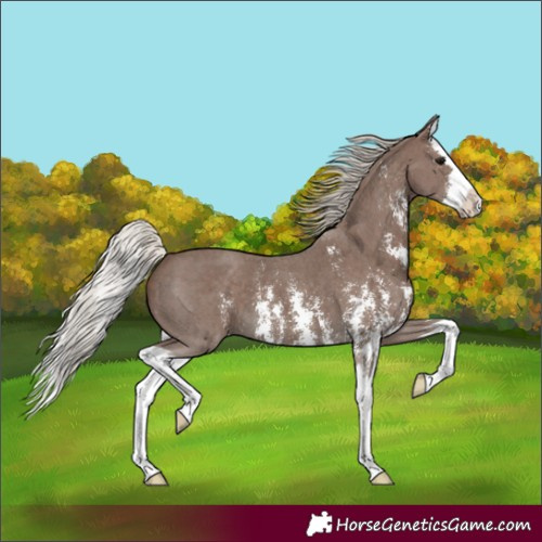 Horse Color:Unknown 