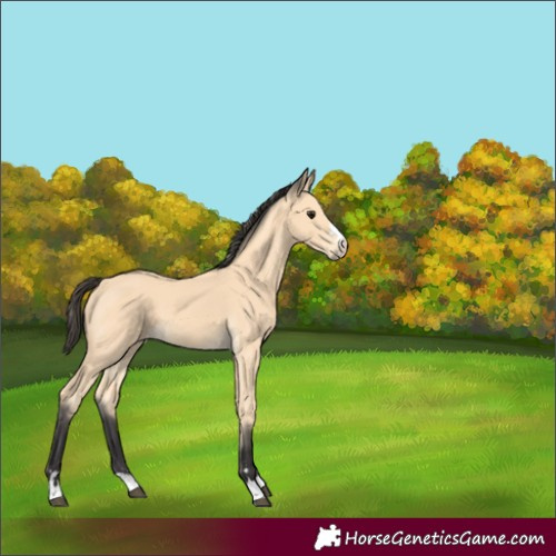 Horse Color:Buckskin 