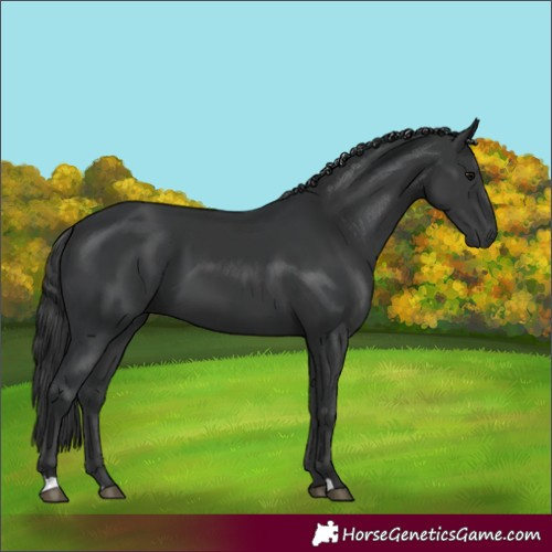 Horse Color:Black  and Black 