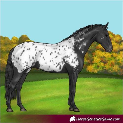 Horse Color:Black Near Leopard 