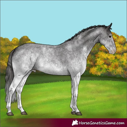 Horse Color:White Spotted Smoky Blue Roan Rabicano