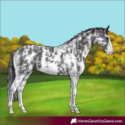 Horse Color:Smoky Black Sabino 