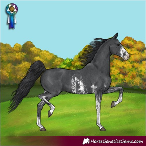 Horse Color:Black Sabino Tobiano and Black Sabino