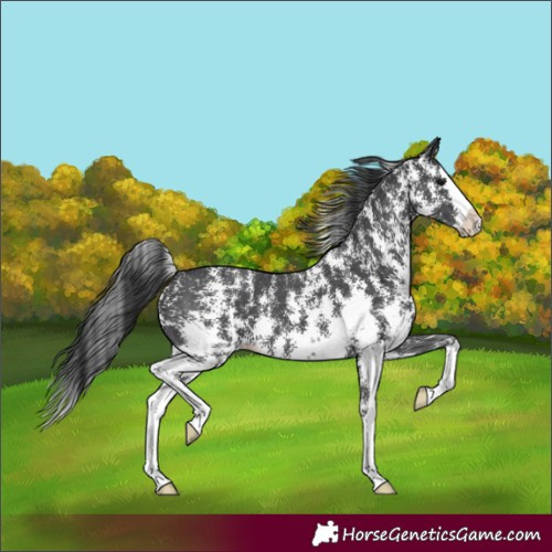 Horse Color:Black Sabino Splash
