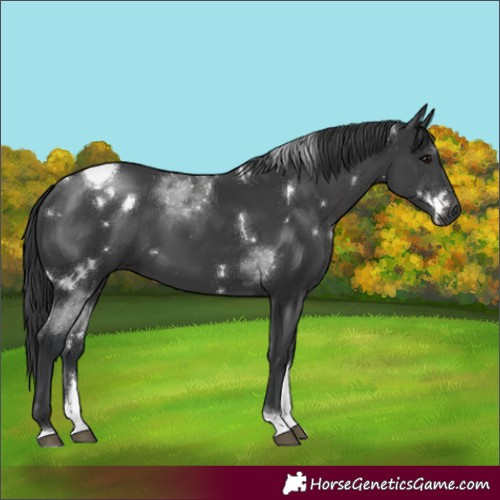 Horse Color:White Spotted Black Tobiano Rabicano 