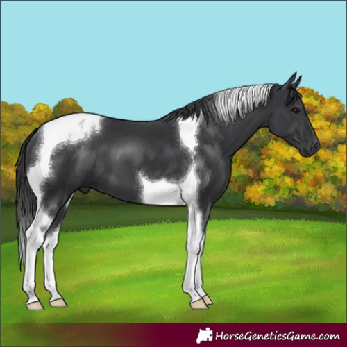 Horse Color:Black Tobiano 