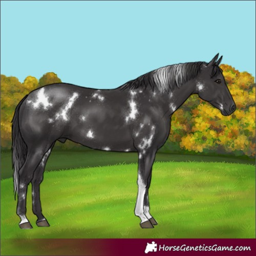 Horse Color:White Spotted Smoky Black Tobiano