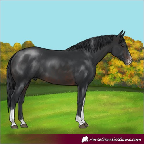 Horse Color:Brown Sabino Tobiano 