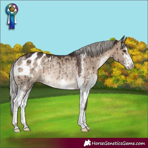 Horse Color:Silver Brown Dun Sabino Appaloosa Rabicano Brindle 