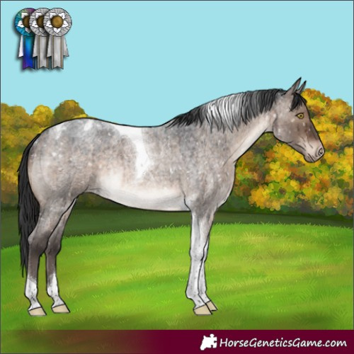 Horse Color:Brown Roan Dun Tobiano Appaloosa Rabicano Brindle 