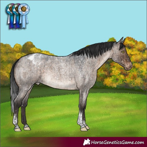 Horse Color:Brown Roan Dun Tobiano Appaloosa Rabicano Brindle 