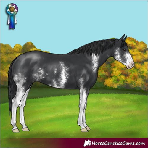 Horse Color:Black Sabino