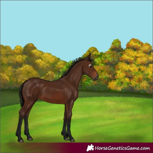 Horse Color:Gray Bay