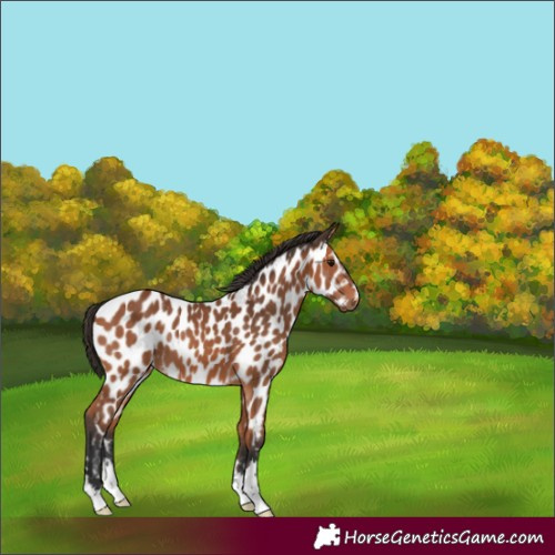 Horse Color:Bay Appaloosa 