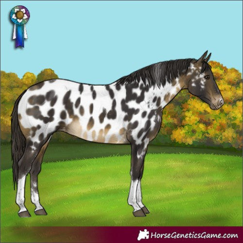 Horse Color:Buckskin Tobiano Appaloosa